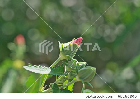 紅鶴花 69160809