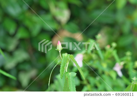 Red hawkweed flower 69160811