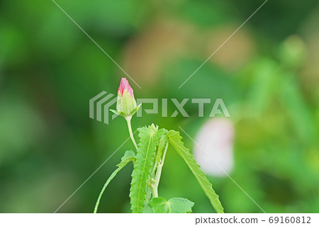 Red hawkweed flower 69160812