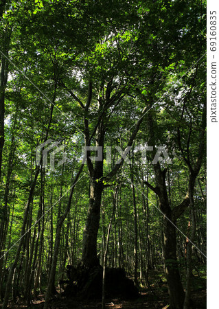 Landscape of Takeda Nature Observation Education Forest Landscape of Takeda Nature Observation Education Forest 69160835