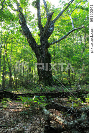 Landscape of Takeda Nature Observation Education Forest Landscape of Takeda Nature Observation Education Forest 69160841