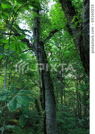 Landscape of Takeda Nature Observation Education Forest 69160858