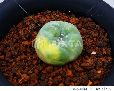 Silver crown ball Nishiki / Rofora Silver crown ball Nishiki / Rofora 69161520