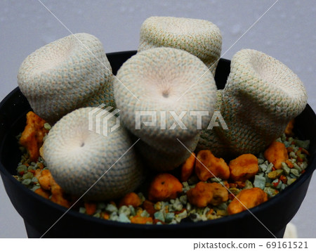矮人的帽子/ Epiteranca 矮人的帽子/ Epiteranca 69161521
