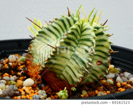 Meoformis西錦/大戟 69161523