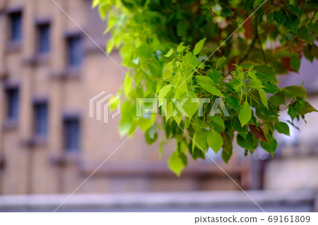 Tree leaves on the campus Tree leaves on the campus 69161809