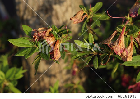 Dead azalea 69161985