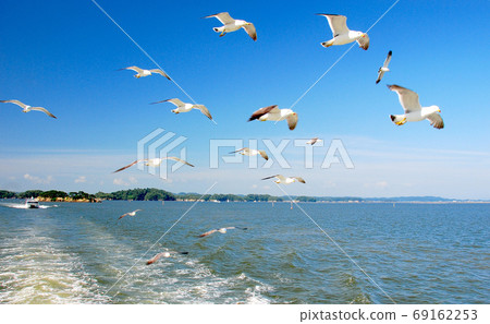 A flock of black-tailed gulls chasing a sightseeing boat in Matsushima Bay and waiting for food 69162253