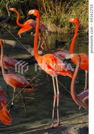 加州火烈鳥聖地亞哥動物園 加州火烈鳥聖地亞哥動物園 69162258
