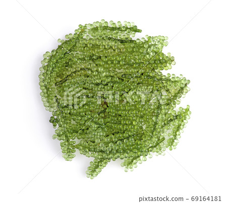 Sea grapes ( green caviar ) seaweed on white background. Top view 69164181