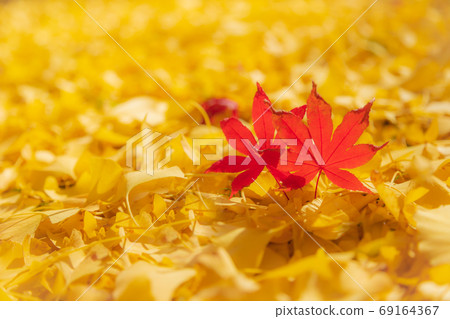 Beautiful red and yellow fallen leaves 69164367