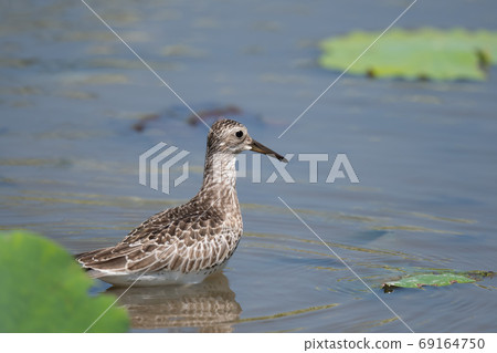 Autumn migration, Hasuda Obashi 03 69164750