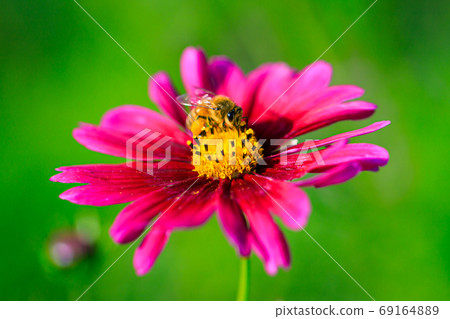 Bee honey sucking cosmos honey Bee honey sucking cosmos honey 69164889