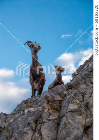 Mountain Sheep on a Rocky Cliff. Mother and her Baby. 69165220