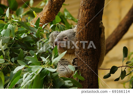 Koala eating rice Koala eating rice 69166114