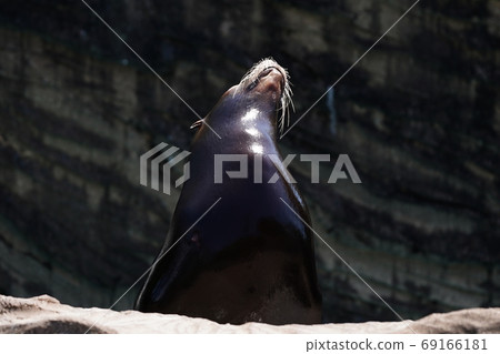 海獅在陽光下沐浴 海獅在陽光下沐浴 69166181