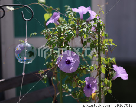 Garden morning glory Garden morning glory 69167015