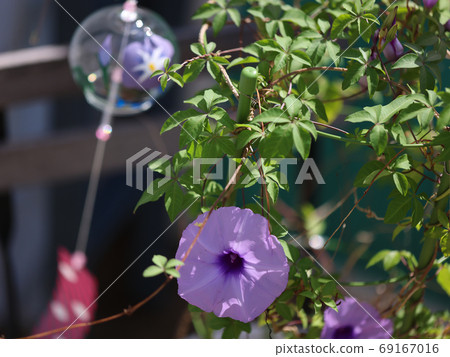 Garden morning glory 69167016