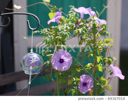 Garden morning glory 69167018