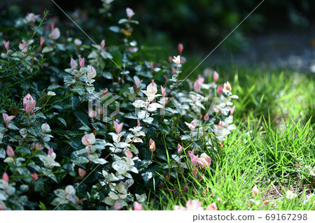 初秋金銀花 初秋金銀花 69167298