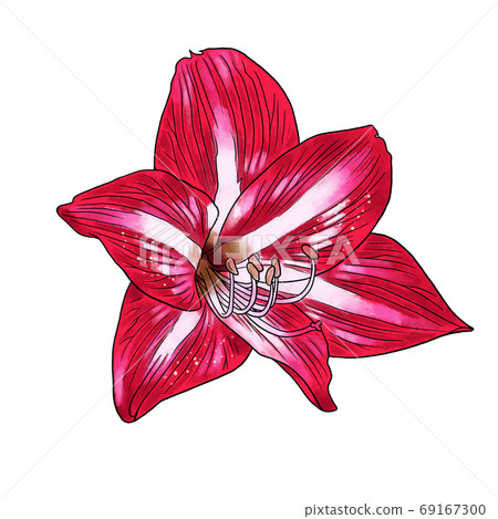 Amaryllis Amaryllis 69167300