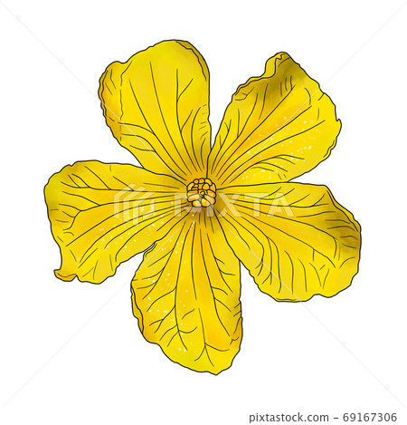 Botanical flowers Botanical flowers 69167306