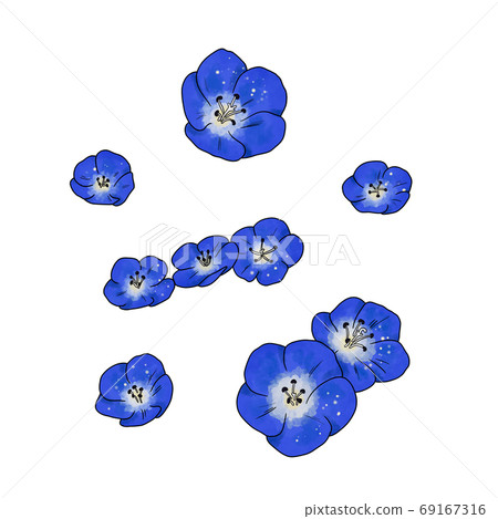 Nemophila Nemophila 69167316