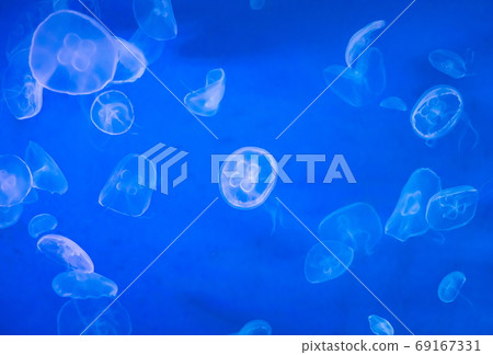 JellyFish(Sea Jelly) in Aquarium JellyFish(Sea Jelly) in Aquarium 69167331