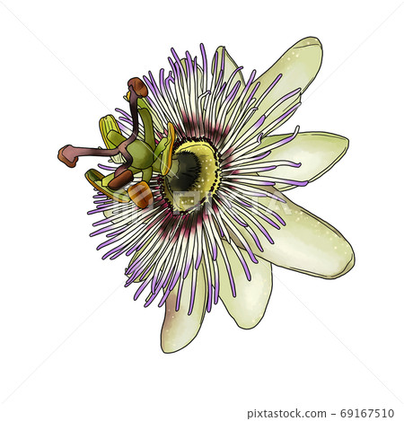 觀看草 觀看草 69167510