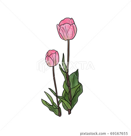 鬱金香 69167655