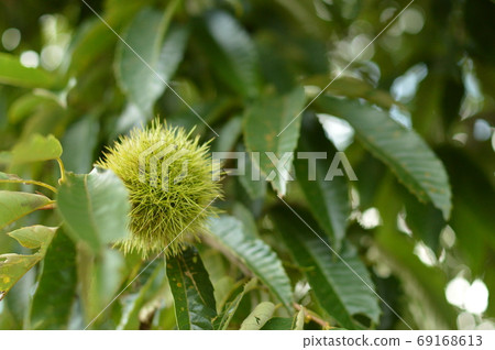 Chestnut Tree Chestnut Tree 69168613
