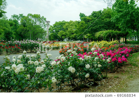 尼崎農業公園 盛開的玫瑰景觀 照片素材 圖片 圖庫