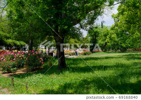 玫瑰花盛開的公園的風景-天崎市農業公園 玫瑰花盛開的公園的風景-天崎市農業公園 69168840