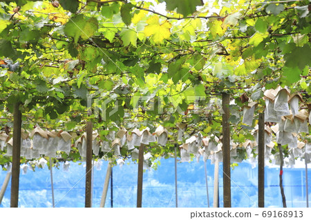 Near-harvest vineyard 69168913