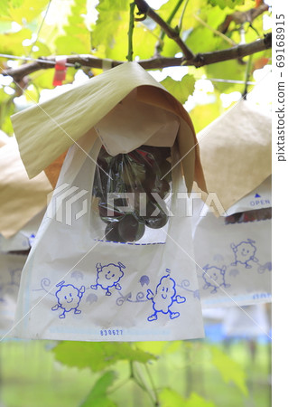 Near-harvest vineyard 69168915