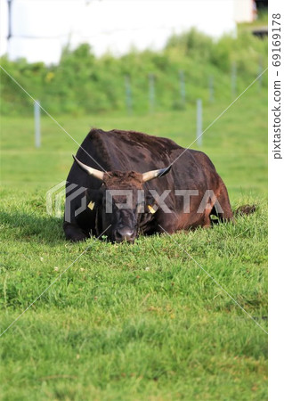 日本牛肉 69169178