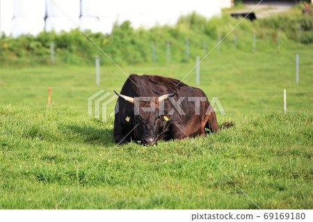 日本牛肉 69169180