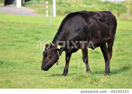 Japanese beef 69169183