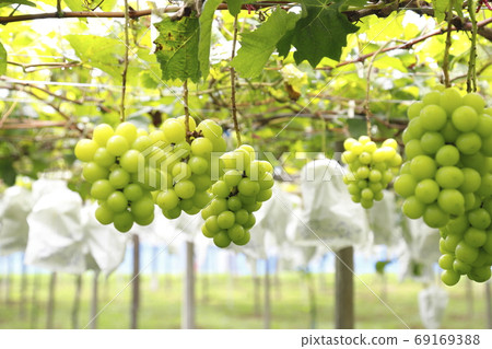 Near-harvest vineyard 69169388