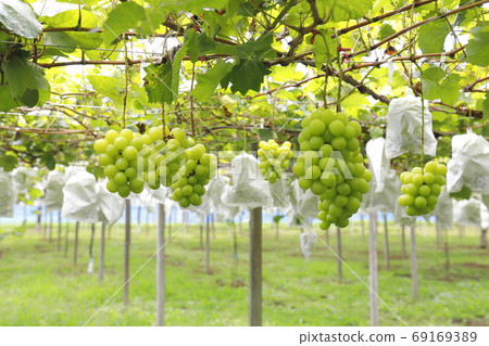 Near-harvest vineyard 69169389