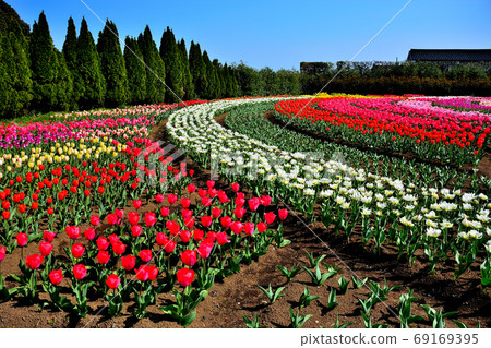 Tulip, image of tulip field where tulips line up orderly, Kanagawa prefecture, Hadano city, Togawa park 69169395