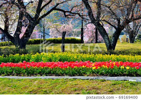 Tulip, cherry blossom pink and rape blossom yellow background tulip field, Kanagawa prefecture, Hadano city, Togawa park (2) 69169400
