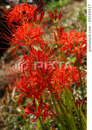 群集孤挺花 69169417