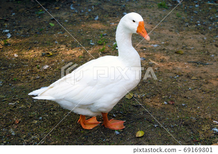 White domestic goose.white goose standing on the farm. 69169801