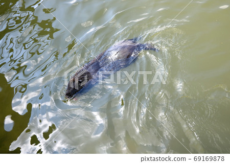 Mink swims in the water looking for food on a sunny day. 69169878