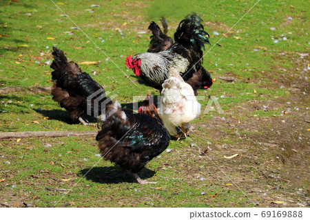 Hens and rooster walk on the lawn. Poultry. 69169888