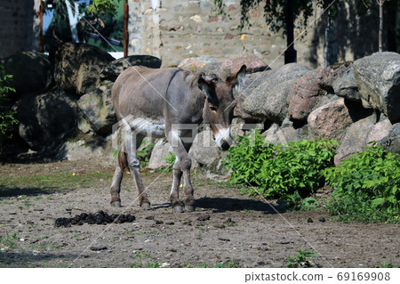 Donkey walks through the park on a sunny day. Donkey walks through the park on a sunny day. 69169908