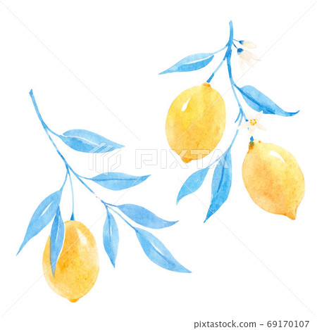Beautiful image with hand drawn watercolor lemons and blue leaves. Stock illustration. 69170107