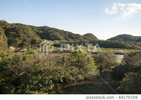 Mangrove forest on the Atake River in Tanegashima 69170108