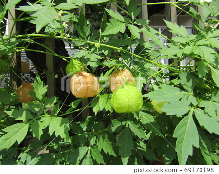 The fruit of a honeysuckle like a paper balloon The fruit of a honeysuckle like a paper balloon 69170198